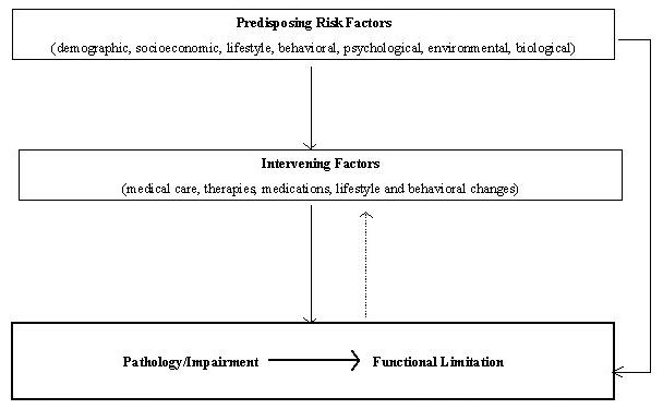 Organization Chart: Predisposing Risk Factors (demographic, socioeconomic, lifestyle, behavioral, psychological, environmental, biological); leads to Intervening Factors (medical care, therapies, medications, lifestyle and behavioral changes); leads to Pathology/Impairment leading to Functional Limitation. Predisposing Risk Factors (demographic, socioeconomic, lifestyle, behavioral, psychological, environmental, biological); leads to Pathology/Impairment leading to Functional Limitation; leads to Intervening Factors (medical care, therapies, medications, lifestyle and behavioral changes).
