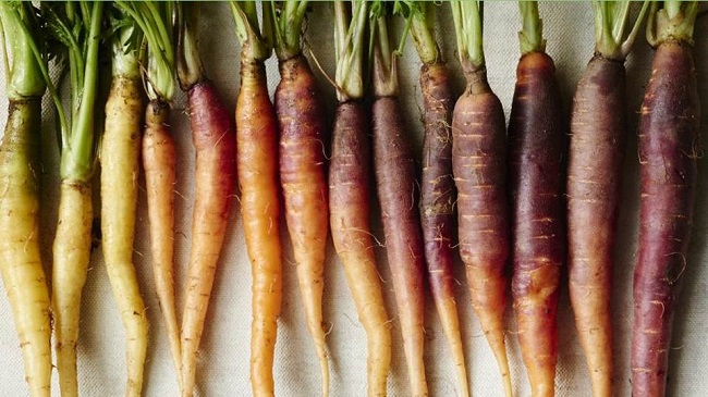 Photo of various colors of carrots.