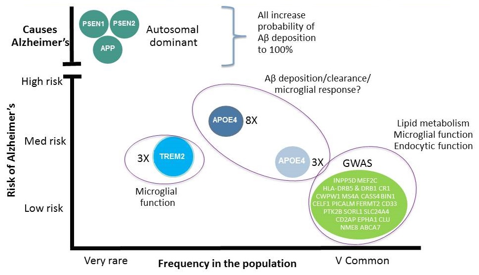 Complicated diagram discussing Risk of Alzheimer's versus Frequency in the Population. Listen to session video for explanation.