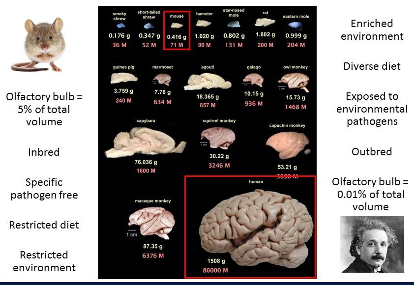 Complicated diagram showing comparisons of mice and human brains. Listen to session video for explanation.