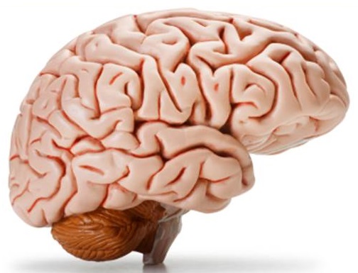 Photo of healthy brain.