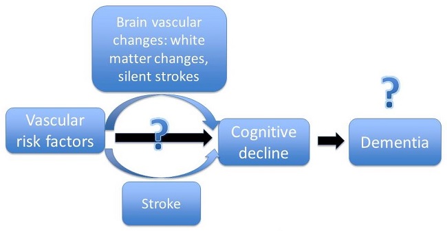 Chart: Vascular risk factors. Leads to Brain vascular changes: white matter changes, silent stroke; or Stroke. Leads to Cognitive decline. Leads to Dementia?