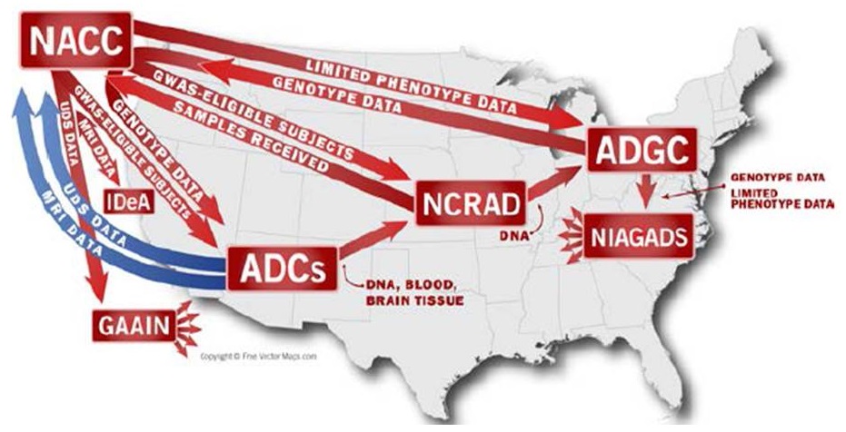 US Continental map showing the interactions between NACC, GAAIN, IDeA, ADCs, NCRAD, ADGC, NIAGADS.