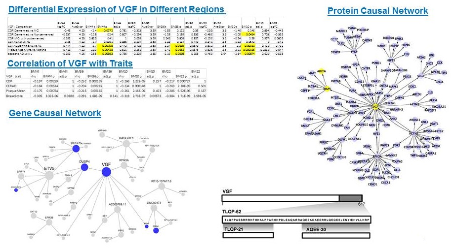 Complicated diagram discussing Differential Expression of VGF in Different Regions, Correlation of VGF with Traits, Gene Causal Network, and Protein Causal Network. Listen to session video for explanation.