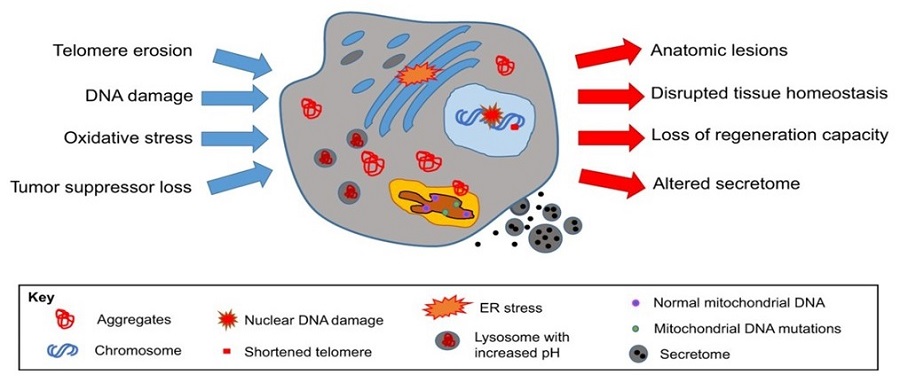Illustration of cell senescence. Arrows pointing toward cell: Telomere erosion, DNA damage, Oxidative stress, Tumor suppressor loss. Arrows pointing away from cell: Anatomic lesions, 				 Disrupted tissue homeostasis, Loss of regeneration capacity, Altered secretome.